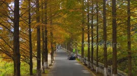 Drone Footage Of A Metasequoia Forest Turning Yellow In Shiyan, China