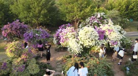 Tourists Enjoying Flowers in Nanning, China