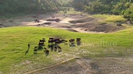 Footage OF Goats At Gengwanghu Lake in Nanning, China