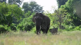 How a blind elephant goes in search of food in the night with great difficulty