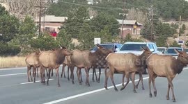 Herd of elk stops morning traffic on highway in Evergreen, Colorado