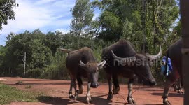 A lady farmer walks her water buffalo on a quiet rural road every morning in north east Thailand.