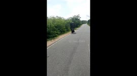 Elephant chases truck down road in Sri Lanka