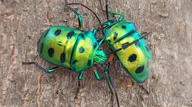 The most attractive jewel bugs caught on camera in Tamilnadu India