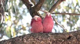 Beautiful pink-and-great Galahs being bothered by Honeybees at their nest hollow.