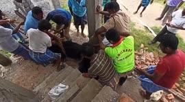 Calf rescued after spending 2 days trapped in newly built septic tank