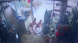 Aggressive pit bulls attack man in shop after escaping home in Thailand