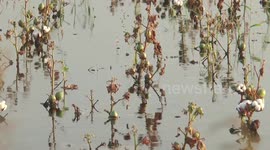 Pakistan Flood destroys cotton crop in Sukkur, Sindh