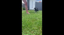 Happy chihuahua can't stop showing off his gymnast side while playing with owner