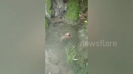 Cute puppy plunges into pond to practice swimming