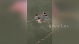 Police constable jumps into river, saves lives after suspension bridge collapses in western India