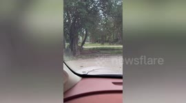 Aggressive zoo lion chases tourist’s car inside Thai safari park