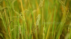 Rice Harvesting in India