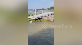 Stubborn pet dog tries four times to jump onto floating dock on river