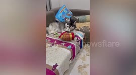 Troublemaking dog trio rip through owner's living room leaving pillows in tatters