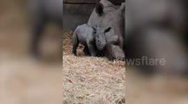 Adorable footage shows a week-old baby rhino charging around her shelter - after her sudden arrival stunned British zoo keepers