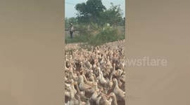 Hundreds of ducks block traffic and cause delays in Cambodia