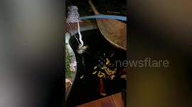 Hungry python caught eating family’s lucky charm carp fish