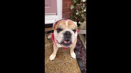 Cute Bulldog wearing a 'knife thru head' headband is the Halloween moment you just can't miss