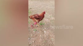 Vegan woman makes prosthetic leg for disabled rooster using iron wires