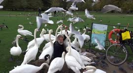 Man is swarmed by hungry swans when feeding birds in London