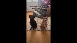 'They turned around IN SYNC!' - Adorable dogs take song lyrics as instructions