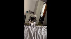A husky dog is insistently requiring attention!