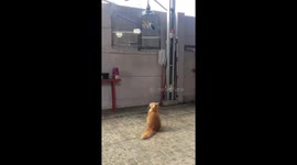 The cat watched the bird and jumped onto the cage!