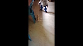 Two friends, a boy and a cat, jump together!