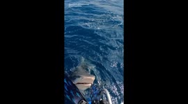 A huge shark emerged from the water right in front of the freediver girl!