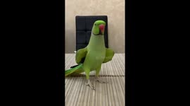 The necklace parrot copies the sounds of other animals with amazing accuracy