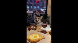Corgi really wants sweets at the table but keeps himself in control!