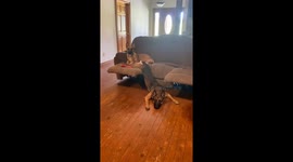 German Shepherd amusingly lying on half of the sofa!