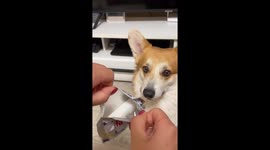 Corgi gets ASMR daily beauty routine