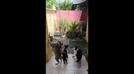 Cats take part in curious competition using fried fish