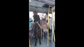Funny moment man riding horse boards bus in Republic of Abkhazia