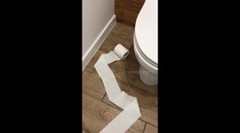 Naughty dog unrolls toilet paper and looks into camera in very cheeky way