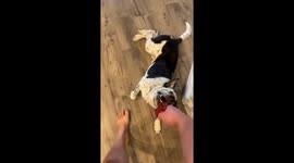 The dog is fond of being dragged around with a toy in his teeth!