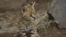 Watch Out For These Cute Serval Kittens! They May Be Cuddly But Are Pretty Feisty