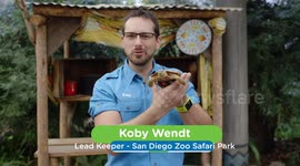 Flip out over flat-shelled pancake tortoise