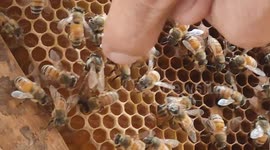 Identified QUEEN BEE in a beehive with thousands of worker bees