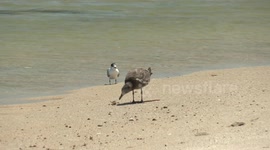 Giant Gull catches a crab then flies to the beach to gobble it down