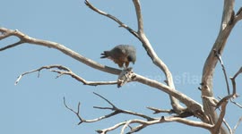 An Australian Hobby consuming a small bird on a windy day.