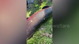 Massive Amazon rainforest fish found dead next to Angkor Wat temple in Cambodia