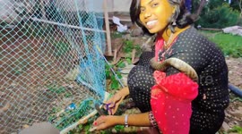 Catch! Rescuer frees 5ft-long snake trapped in family's cricket net in India