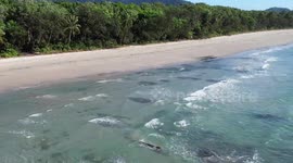 Massive saltwater crocodile drags unlucky sea turtle out to sea just metres off beach