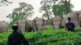 Elephant attempts to chase away people at tea estate in northeastern India
