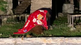 Orangutan wraps up with blanket at cold winter season sees falling temperatures in northern Thailand