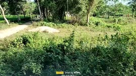 Herd of elephants strays in tea garden in northeastern India