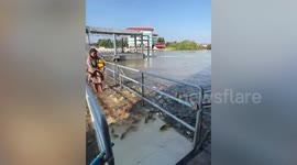 Starving fish swarm flooded bridge to beg tourists for food
